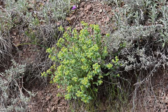 Euphorbia incisa is often found in small clusters on the shady side of slopes and on cliff surfaces as in this photo. Mojave spurge